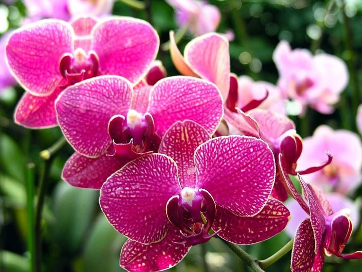 la-fioritura-delle-orchidee_NG1